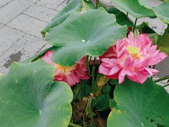 -莲花池公园