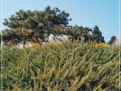 -北京西山国家森林公园