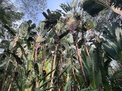 -中国科学院西双版纳热带植物园