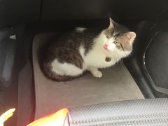 -A猫a狗全科·犬猫异宠·芥西宠物医院(南开总院)