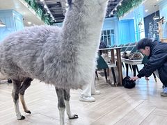-安格丽娜·狗咖·猫咖羊驼咖(春熙路百盛商场店)