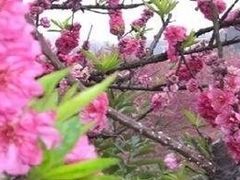 -南国桃园旅游度假区