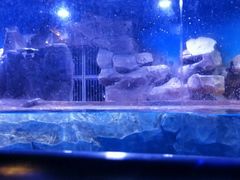 -芜湖新华联大白鲸海洋公园