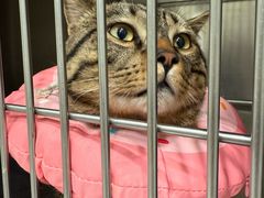 -艾吉宠物医院·疑难杂症转诊中心·猫友好(碧江路院)