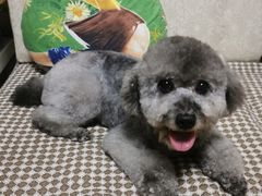 -PETKIT小佩宠物(昭化店)
