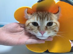 -东日国际动物医院·CT·心脏专科(桃源分院)