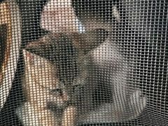 -宠颐生猫科·内科皮肤科(西平世纪城店)