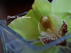 -上海和平饭店-华懋阁 The Cathay Room