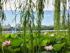 -莲花池公园