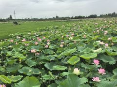 -洪湖生态旅游区