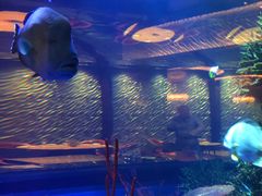 -迪拜帆船酒店海底餐厅