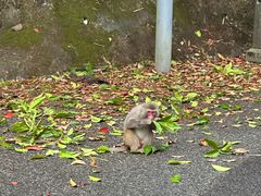 -狮子山郊野公园