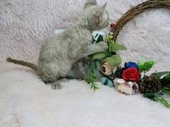 -十年猫舍·猫咪专门店(普陀店)
