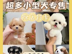 -萌宠之家·腊肠犬·马尔泰·小体犬舍