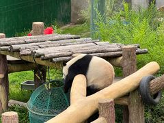 -沈阳森林动物园