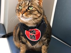 -关爱宠物医院·猫科中心·消化科(滨湖万达分院)