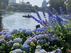-荔湾湖公园