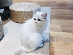 -瞄一喵猫咖(格力海岸店)