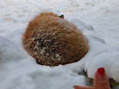 -宫城藏王狐狸村