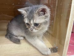 -711便利店(安贞桥胜古南里店)