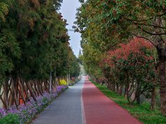 -上海长兴岛郊野公园