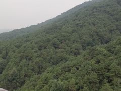 -铁山坪森林公园