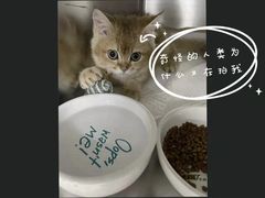 -纳吉亚猫专科动物医院·北北分院