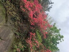 -木兰云雾山