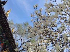 -护国法轮寺