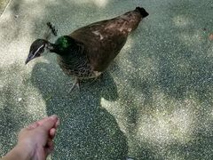 -新加坡飞禽公园