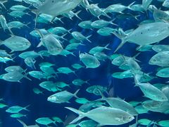 -上海海洋水族馆