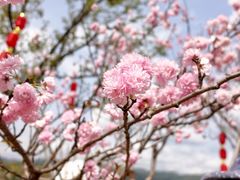 -天适樱花悠乐园