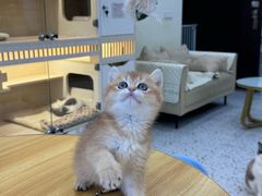 -柚子猫舍·精品猫舍购猫·猫咪认养·购宠·宠物店