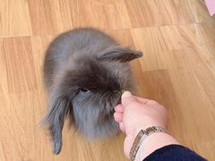 -猫猫幼稚园·撸猫·桌游·电玩