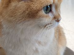 -飞行喵MR PILOT|猫舍·猫咖(静安大融城店)