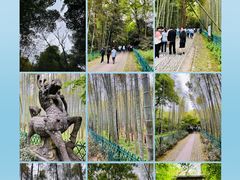 -云栖竹径