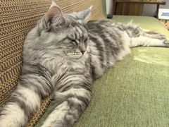 -御宝贝·A梦猫科宠物医院(国际猫友好医院)