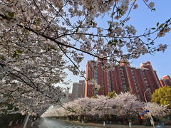 -高东镇樱花园
