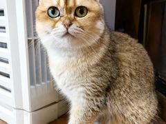 -MOCHA明星猫咖(田子坊店)
