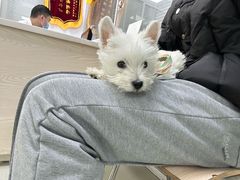 -美美宠物诊疗中心·异宠·骨科(滨江东信分院)