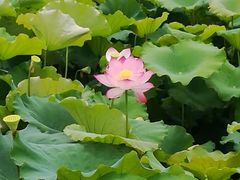 -荷塘月色湿地公园·向阳花洲
