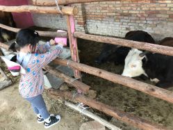 -上美四季动物农场