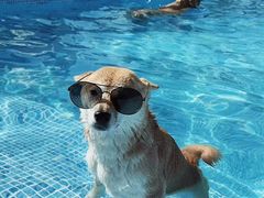 -爪吧宠物乐园 (温榆河示范区店)