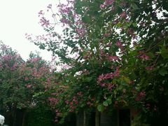 -三亚珠江南田温泉度假区