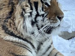 -横道河子东北虎林园
