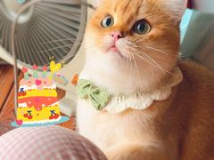 -喵zoo家庭繁育猫舍(尖东智能花园店)
