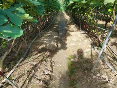 -武汉世外桃源农庄