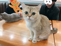 -猫小院猫主题餐厅(三里屯店)