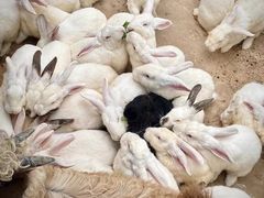 -石家庄市动物园