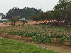-长洲岛都市农业公园